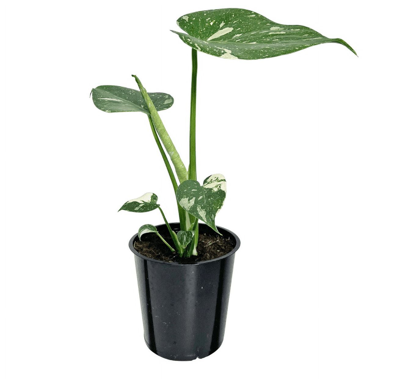 Wild Interiors Real Variegated Monstera Thai Constellation Indoor House  Plant in 5 Grower Pot, Bright Indirect Light - Walmart.com