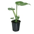 thumbnail image 5 of Wild Interiors Thai Constellation Green and Cream Monstera Live Plants in 5” Grower Pot, House Plant, Bright Indirect Light, 5 of 10