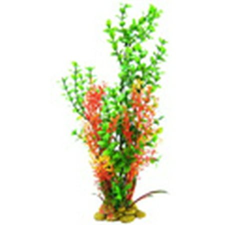 Aquatic Creations Green Bacopa Plant 15\