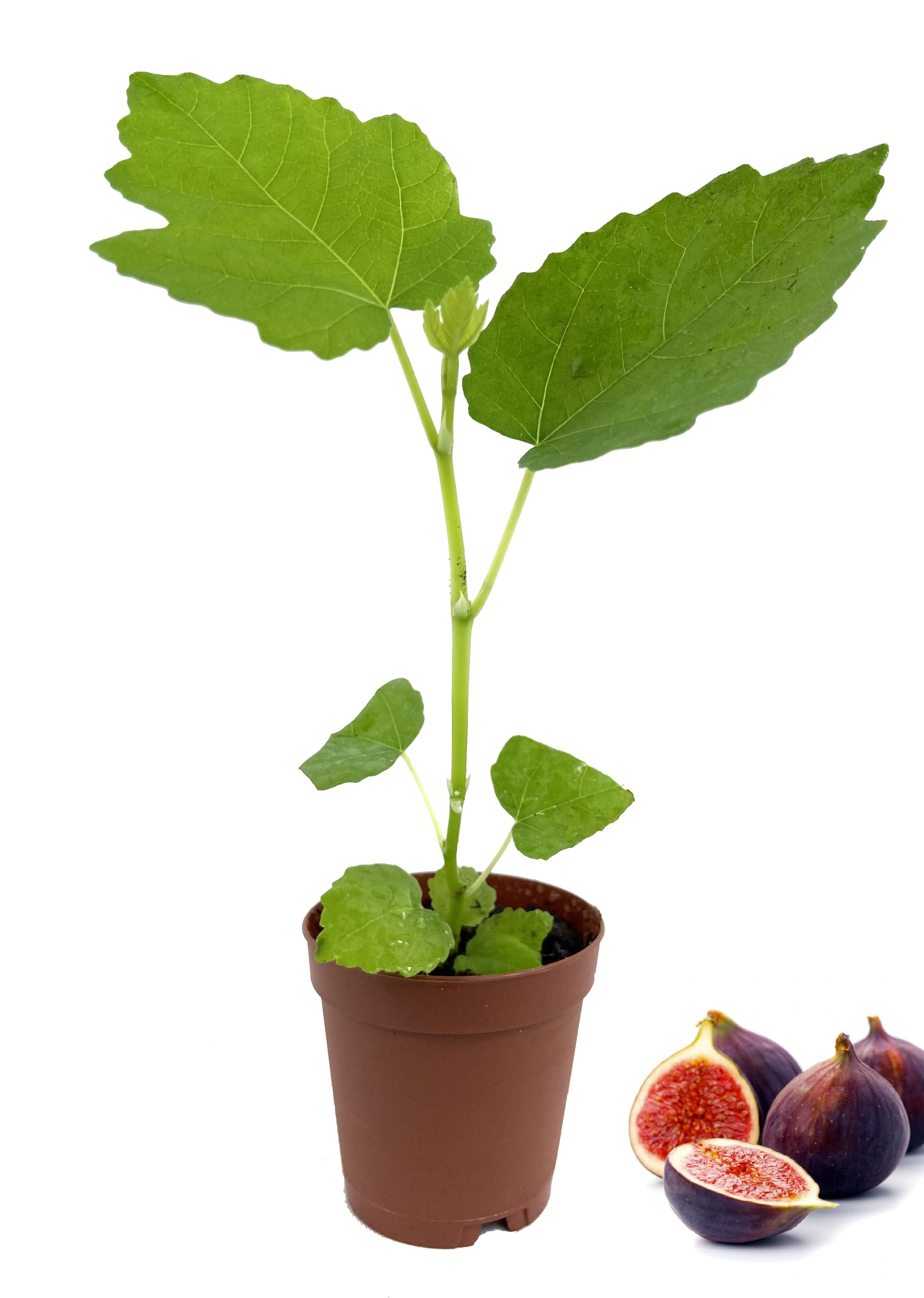 Lattarula Italian Tree - Live Plant in a 2 inch Pot - Ficus Carica - Edible Fruit Tree The Patio and Garden Walmart.com