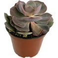 thumbnail image 4 of Artisan Grown Succulent Collection  10 Live Succulent Plants in 4 Inch Pots  Growers Choice - Hand-Picked for Beauty  Perfect Plant Assortment for Indoors or Outdoors, 4 of 6