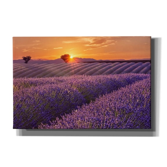 Epic Graffiti 'Lavender Field at Sunset' by Cora Niele, Canvas Wall Art, 18"x12"