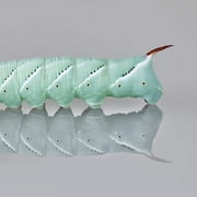 Premium 20-30ct Live Hornworms - Food for Bearded Dragons, Leopard Geckos, Frogs, Chameleons, Tegus, and Other Reptiles!