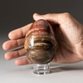 thumbnail image 2 of Polished Petrified Wood Egg from Madagascar (1.4 lbs), 2 of 3