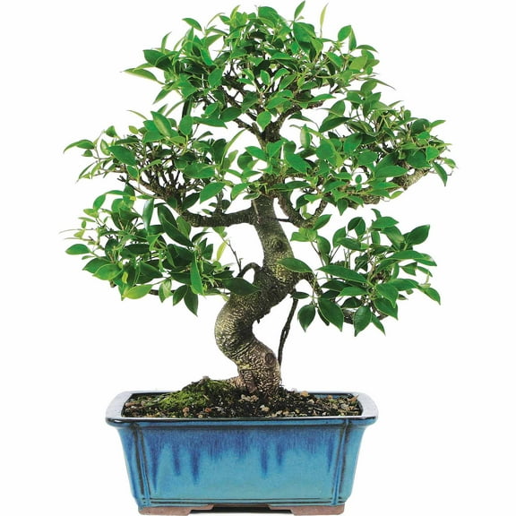 Golden Gate Ficus (Indoor)