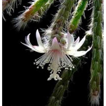 Barrel Cactus Seeds - Snow White Mistletoe Cactus Plant - Rhipsalis pilocarpa - 6