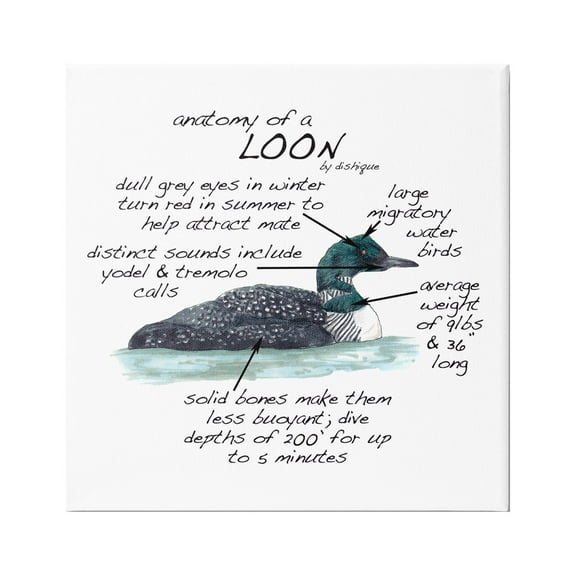 Stupell Industries Loon Water Bird Anatomy Chart Educational Wildlife Facts Graphic Art Gallery Wrapped Canvas Print Wall Art, Design by Dishique