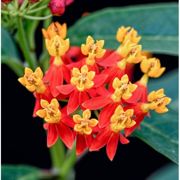 Set 2 Red Milkweed Plants Live for Planting, Milkweed Plants for Garden Outdoor 4 to 6 Inch Tall
