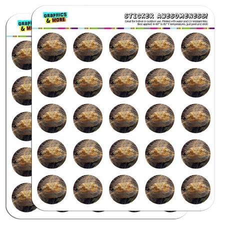 Lizard Sticker - Bearded Dragon Beardie Lizard Reptile 1