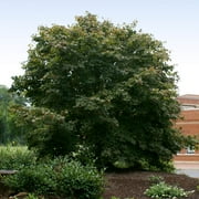 Brighter Blooms - Bloodgood Japanese Maple Tree, 3-4 ft. - No Shipping to AK, AZ, HI