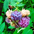 thumbnail image 4 of 4 Glencoe Thornless Raspberry Live Plants, Berry Bush Plant, 4-6 Inch Tall, 4 of 6
