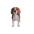 thumbnail image 4 of Hi-Line Gifts 22" Standing Beagle Outdoor Garden Statue, 4 of 5