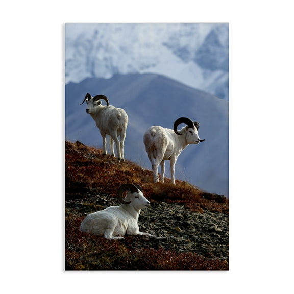 Stupell Industries Dall Sheep on Cliff Landscape & Nature Photography Wrapped Canvas Art Print Wall Art, 16 x 24