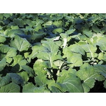 1000 Seeds Dwarf ESSEX RAPE KALE Brassica Napus Vegetable Seeds