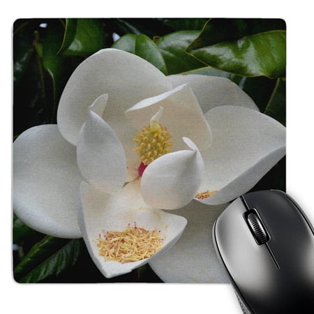 3dRose  White Magnolia Floral  MousePad price history on PriceWatchPro