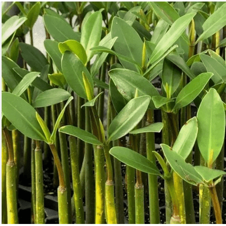 Red Mangrove (Rhizophora mangle) – Live Plant for Aquariums, Paludariums, Brackish & Saltwater Tanks