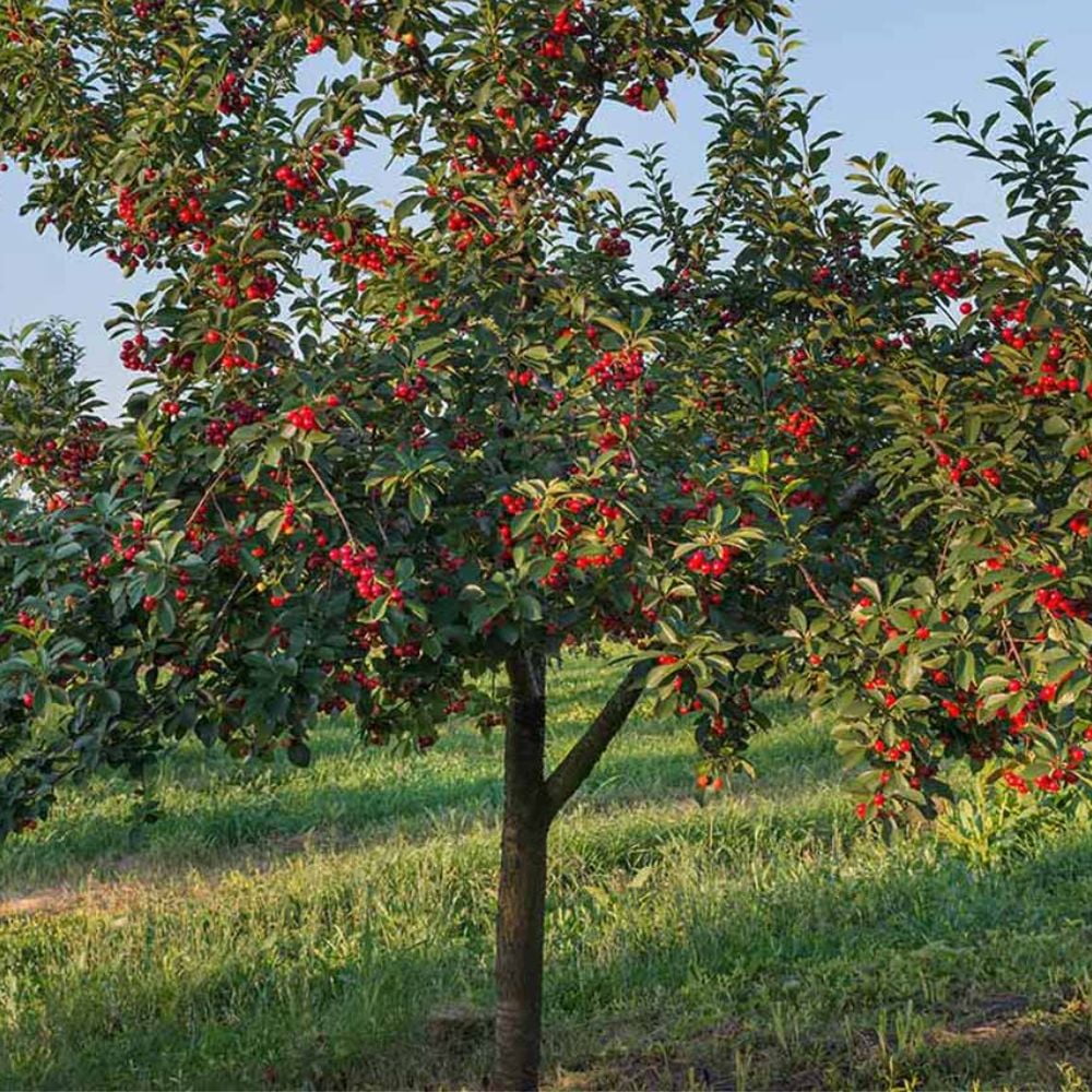Expert Gardener 3-4 ft tall Stella Fruiting Cherry Live Tree in 7-Gallon Grower Pot