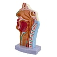thumbnail image 3 of Modelo anatómico de garganta, cavidad oral y nasal, accesorio médico, modelo ligero de faringe y laringe para exhibición, enseñanza y demostración, 3 of 8
