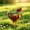 Green GN, variant on AuroraX Waterproof Chicken Saddle for Hens Poultry Protective Vest Breathable Adjustable Durable Easy Clean Backyard Hen Supplies Black