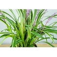 thumbnail image 4 of 1 Gal. Variegated Liriope - Monkey Grass - Ornamental Statement, 4 of 5