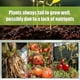 thumbnail image 4 of 36x Plant Nutrition Bars Nitrogen Phosphorus Potassium for Healthy Growth of Plant Fruit Vegetables Flowers Compound Fertilizer, 4 of 5