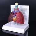 thumbnail image 5 of Modelo de pulmón humano de tamaño real, anatomía del sistema respiratorio anatómico para recursos de ciencia escolar, herramienta de enseñanza de visualización de estudio, 5 of 5