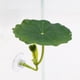 thumbnail image 4 of Artificial Marinepark Plant Needle Permanent Plastic Concealing Place For Tropicalfish Environment, 4 of 4