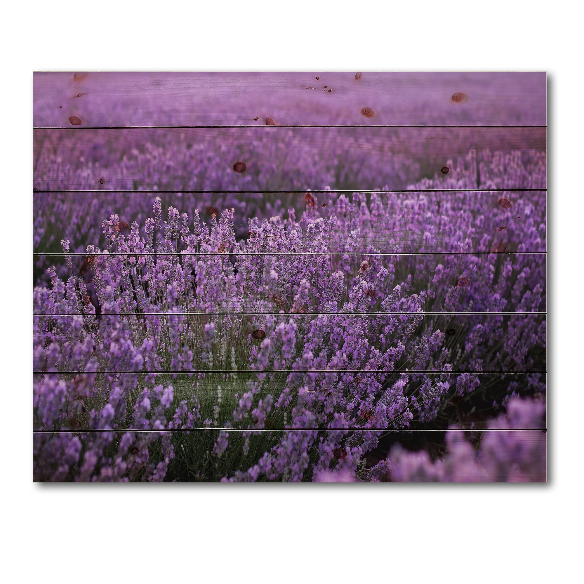 Designart 'Blooming Purple Lavender Meadow' Farmhouse Print on Natural Pine Wood