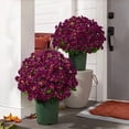 thumbnail image 5 of 10 Bundles 21 Heads Artificial Fall Flowers Faux Mums Fake Flowers Floral Arrangement for Indoor Outdoors Garden Home Wedding Thanksgiving Decor, 5 of 7