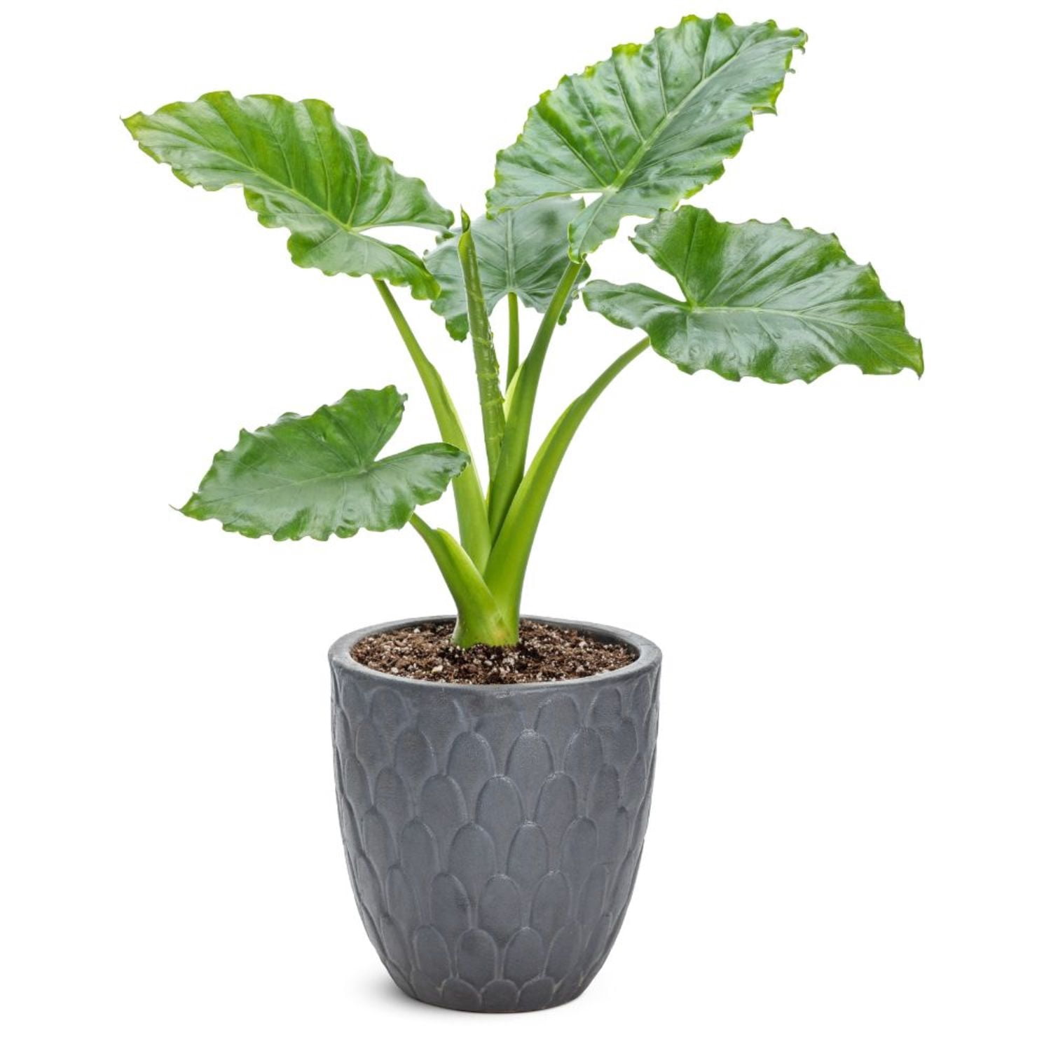 Proven Winners 5" Emerald Isle Elephant Ear Live Plant in 4.5" Pot