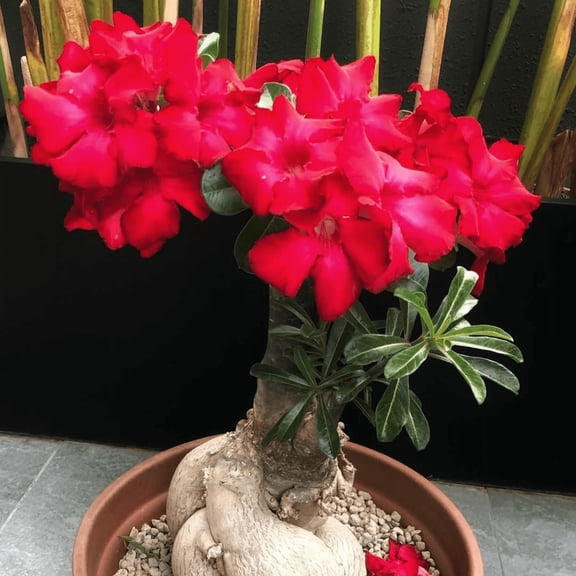 Red Desert Rose Plant Live, Desert Rose Live Plant, 4 to 6 Inches Height, Vibrant Flower, Adenium Obesum Succulent, Outdoor Growing