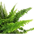 thumbnail image 2 of Fluffy Ruffles Fern - Nephrolepis exaltata - 4" Pot, 2 of 2