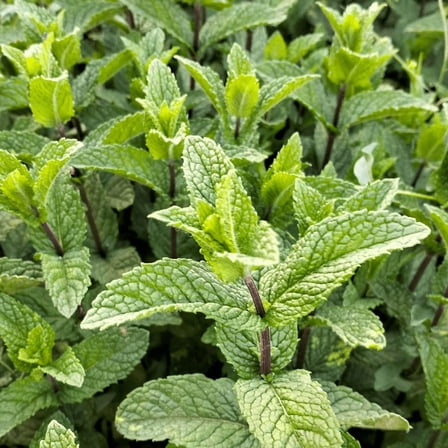Live Mint Plant, 4 - 6'' Tall, 4.5'' Pot, Perennial Herbs, Fragrant Foliage, Mint Herb Live Plant for Indoor Outdoor Planting