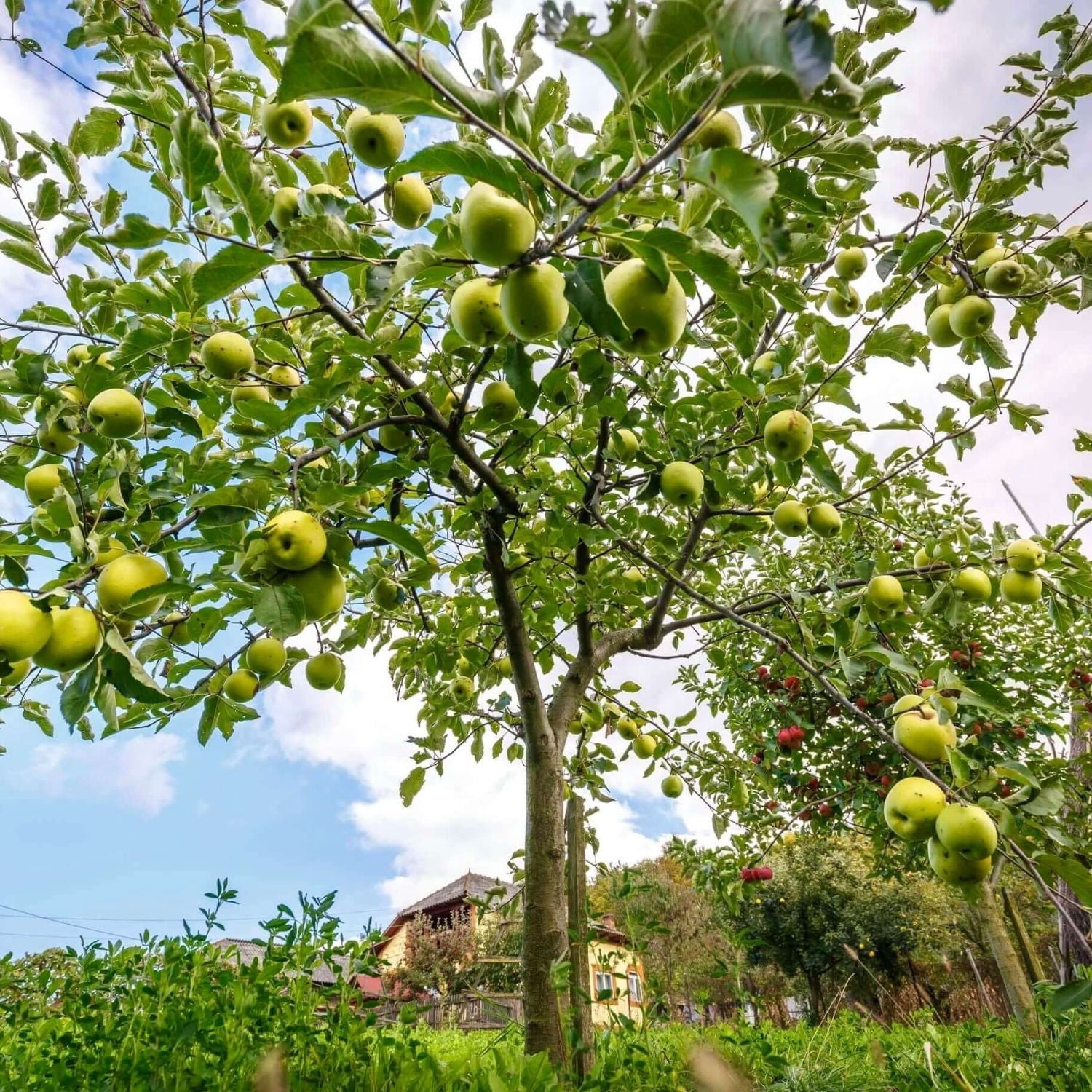 Expert Gardener 3-4 ft. tall Semi Dwarf Gold Rush Apple Live Tree in 7- Gallon Grower Pot