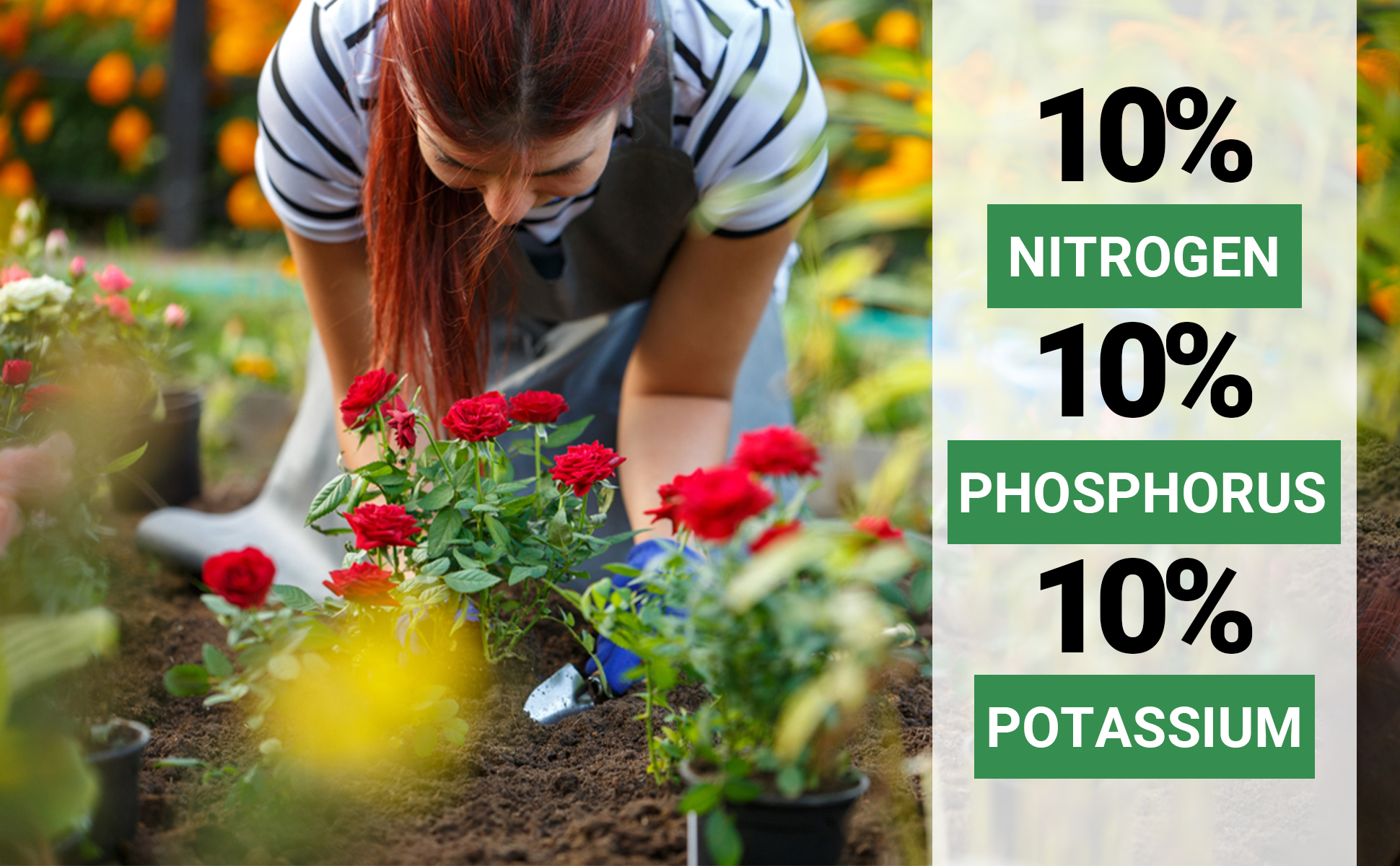 Gardenwise 10-10-10 All-Purpose Fertilizer for Indoor/Outdoor Plants, Trees, and Lawns