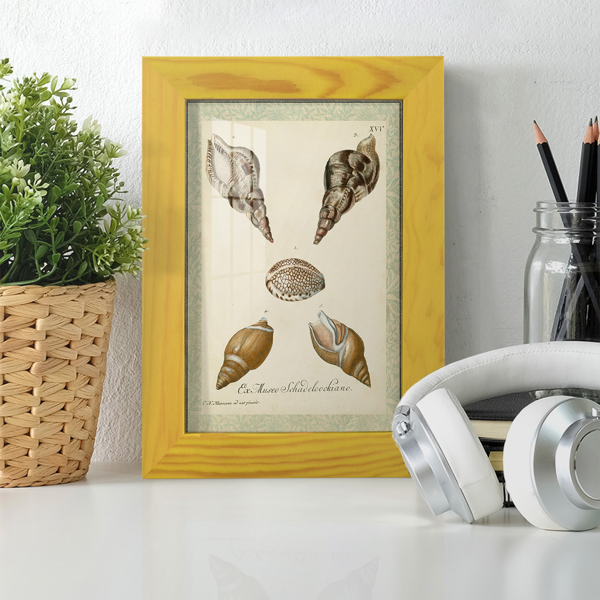 Bookplate Shells VIII - Framed Print w/glass - Sunflower Yellow