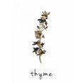 thumbnail image 2 of Thyme Art I Poster Print by Anne Waltz (10 x 14), 2 of 2