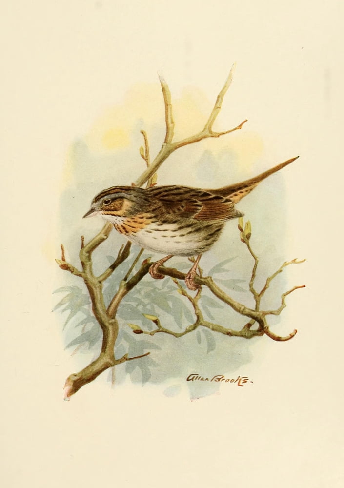 Birds Of California