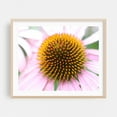 thumbnail image 2 of Purple coneflower - Photography Flowers Floral Botanical Nature Garden Pattern Summer Unframed Wall Art Print 24 x 32 inches, 2 of 6