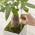 thumbnail image 4 of Aquameter,5pcs, Plant Soil Moisture Sensor,House Plant Soil Moisture Meter, Best for Indoor Potted Plants (Large), 4 of 6