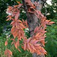 thumbnail image 4 of Guirnalda de Hojas de Otoño YONGSHENG 67 pies de Tela de Seda Artificial, 4 of 5