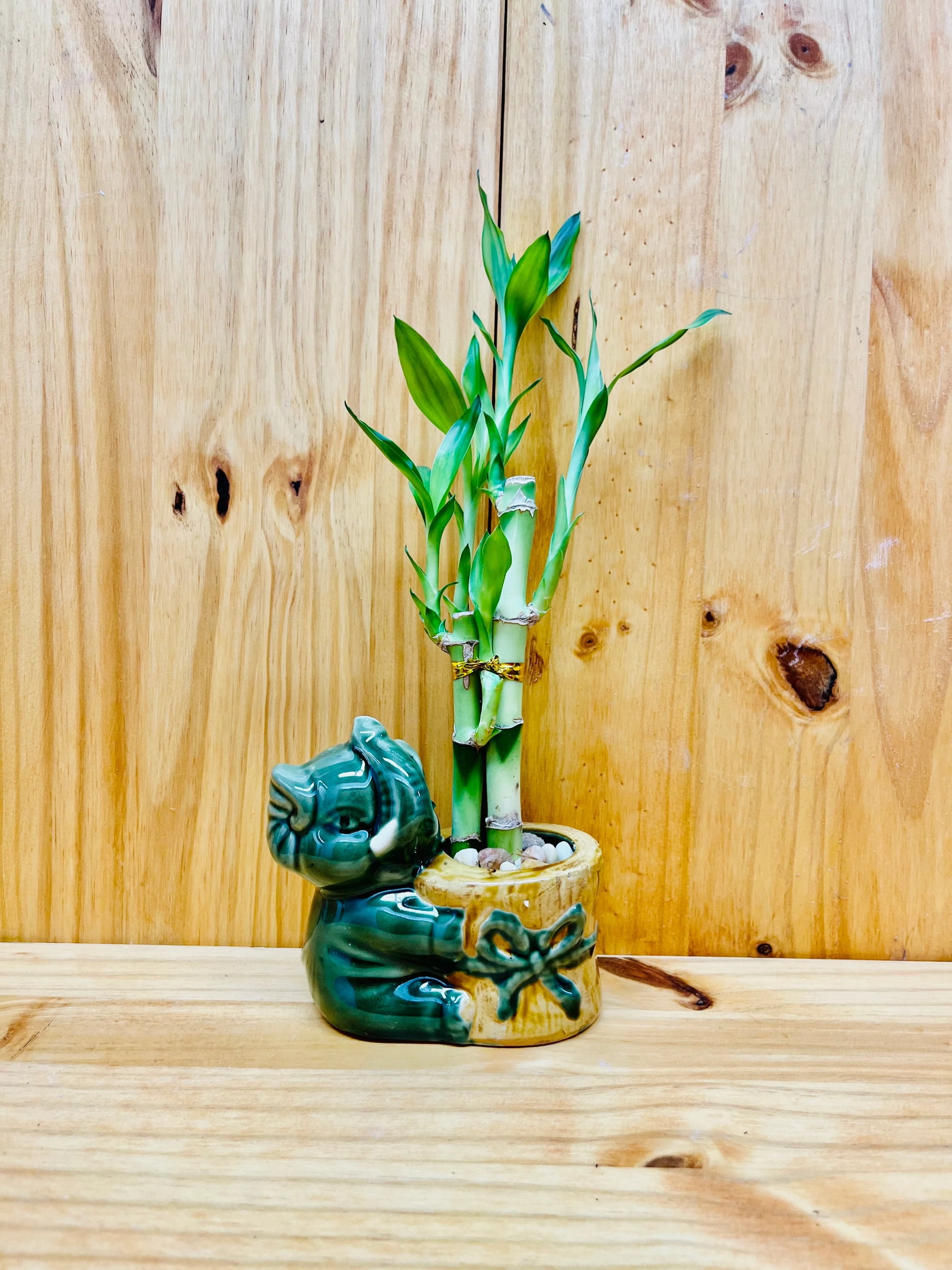 Lucky Bamboo in Ceramic Elephant Vase 3 Stem 6”6&rdquo
