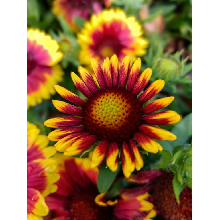 100 Seeds ARIZONA SUN GAILLARDIA Pulchella Indian Blanket Flower