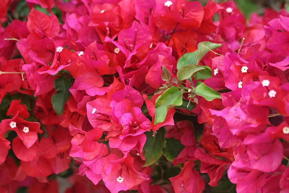 Plant Ornamental Flower Red Bougainvillea Blooming-12 Inch By 18 Inch ...