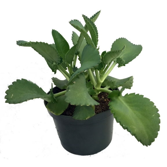 Mother-of-Thousands Plant - Khaleesi Plant - Kalanchoe - 6" Pot