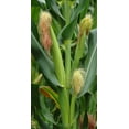 thumbnail image 2 of TomorrowSeeds - Japanese White Hulless Popcorn Ornamental Corn Seeds - 300+ Count - For 2026 Planting, 2 of 9