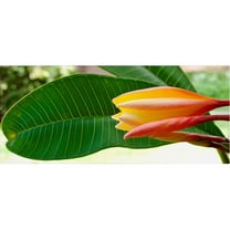 Trademark Fine Art "Plumeria Opening" Canvas Art by Kurt Shaffer