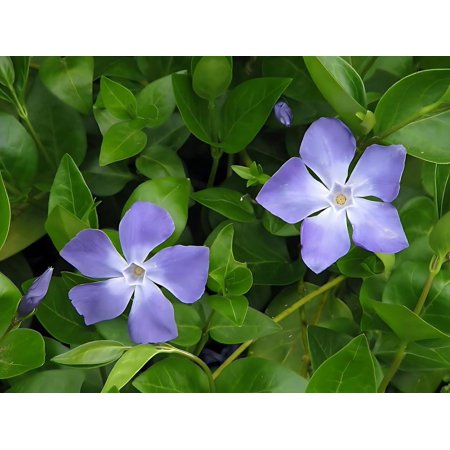 Classy Groundcovers, Greater (Large Leaf) Periwinkle, Big Leaf Periwinkle, Big Leaf Myrtle (25 Pots, 3 1/2 inch square)