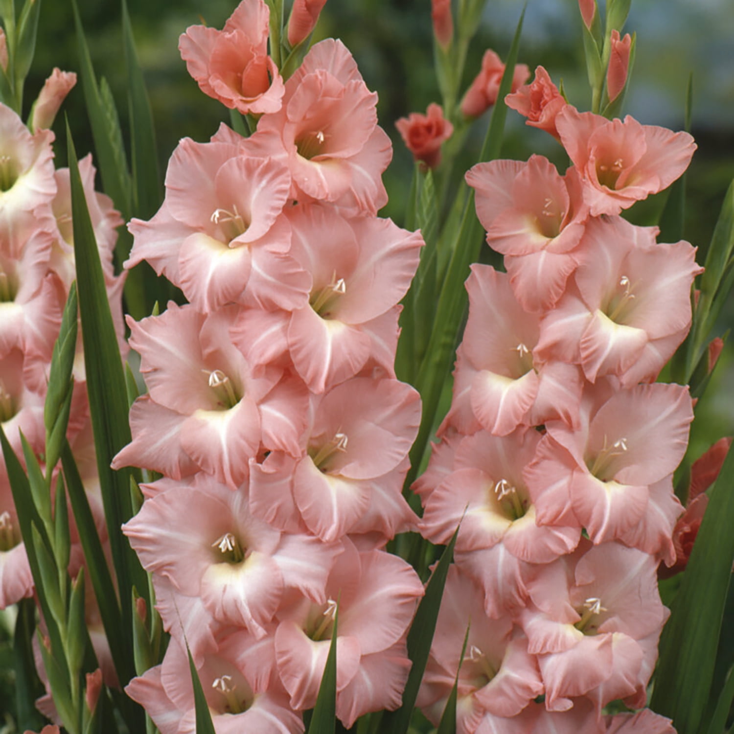 Van Zyverden Gladiolus Prosperity Blend Set of 25 Bulbs Multicolor Partial Sun Perennial Flowers For Cutting 2 lbs