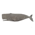 thumbnail image 2 of Tillmon, Avery 18x13 White Modern Wood Framed Museum Art Print Titled - Whale on White, 2 of 4